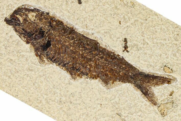 Detailed Fossil Fish (Knightia) - Wyoming #370865